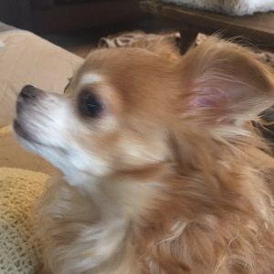 Meet your Posher, Tricia